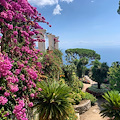 Bougainvillea: l'anima fucsia dei sogni sospesi al sole