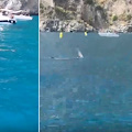 Foca monaca riappare ad Amalfi: nuovo avvistamento a Santa Croce