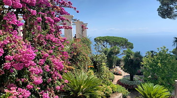 Bougainvillea: l'anima fucsia dei sogni sospesi al sole
