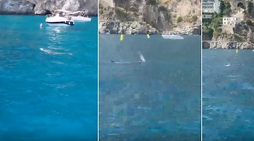 Foca monaca riappare ad Amalfi: nuovo avvistamento a Santa Croce