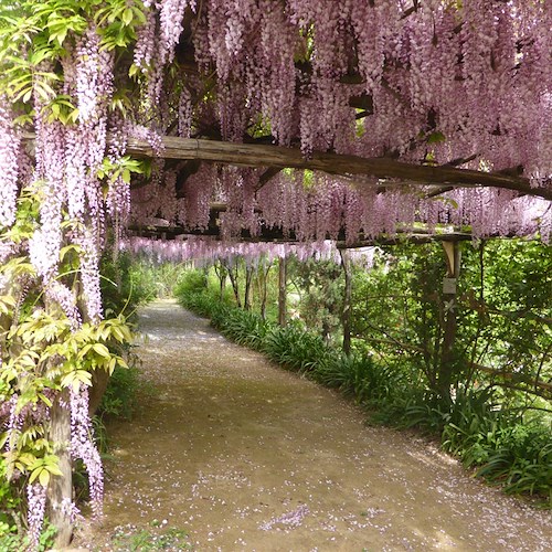 A Tramonti il “Giardino Segreto dell'Anima” è uno scrigno di biodiversità floreale 