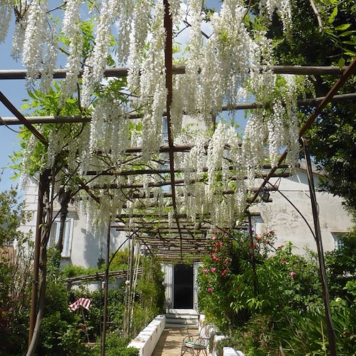 A Tramonti il “Giardino Segreto dell'Anima” è uno scrigno di biodiversità floreale 