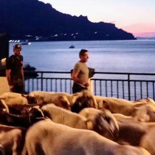Da Erchie ad Agerola in una notte, in Costa d'Amalfi si ripete la transumanza [FOTO]