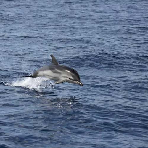 Delfini che si divertono al porto di Amalfi: le capriole dei mammiferi acrobati sono da incanto [VIDEO]