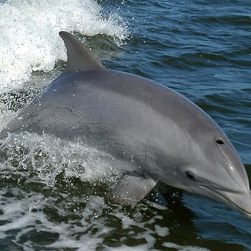 Delfini in Costiera Amalfitana, si moltiplicano gli avvistamenti nelle acque di Positano 