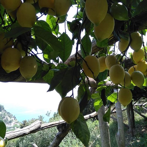 "Festival del Limone", 28-29 luglio Tramonti celebra l'oro della Costa d’Amalfi