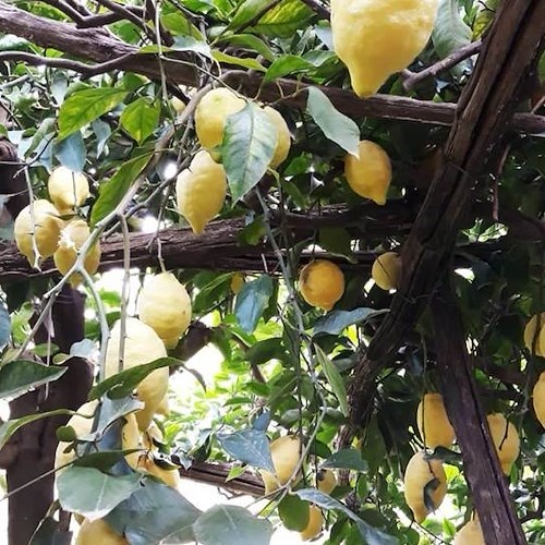 "Festival del Limone", 28-29 luglio Tramonti celebra l'oro della Costa d’Amalfi