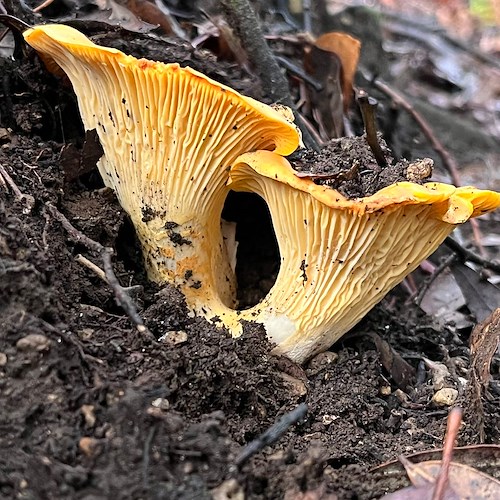 Funghi Finferli sui Monti Lattari: l'autunno è la loro stagione 