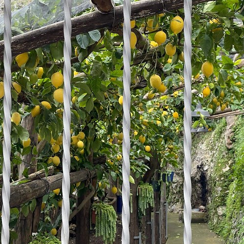I segreti del limone Sfusato Amalfitano e l'antico uso delle peschiere