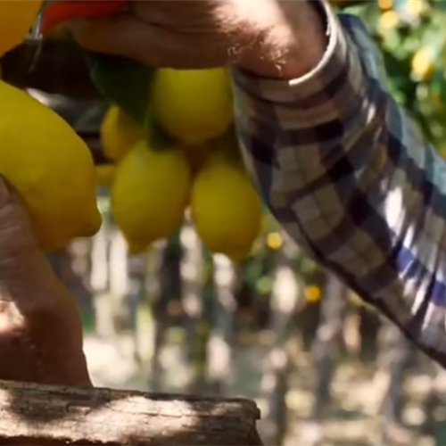 Il limone di Villa Paradiso è l’oro della Pasticceria Pansa, dal giardino al banco per un’emozione dolcissima /VIDEO