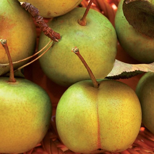 La pera più simile ad una mela che attende l'IGP, usi e proprietà della varietà "pennata" di Agerola 