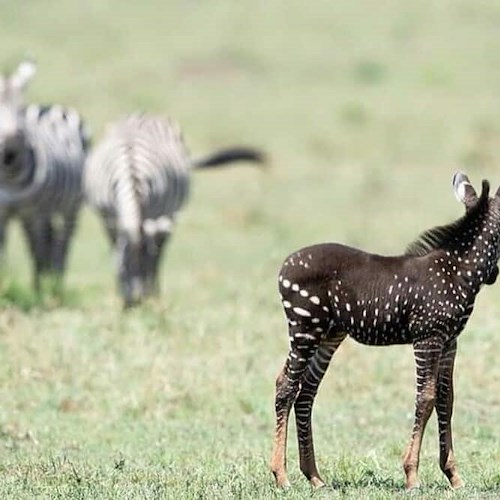 La Zebra a pois veramente esiste: In Kenya è nato un esemplare unico