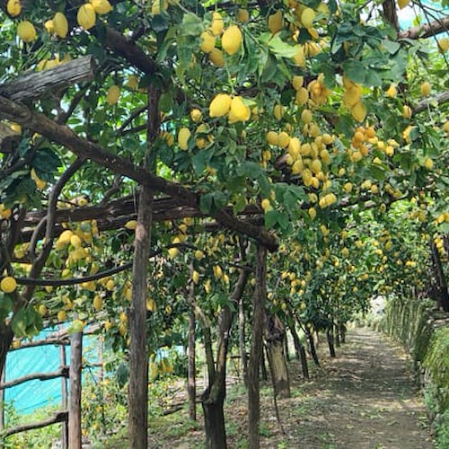 Limoneto di Amalfi