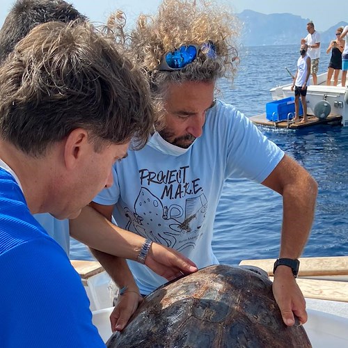 Punta Campanella, tre tartarughe tornano in mare. Assieme alla Guardia di Finanza di Salerno anche le imbarcazione de Il San Pietro di Positano e del Charter Bluevision /Foto /Video