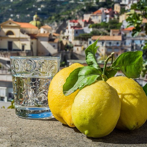 Secondo il Financial Times lo Sfusato Amalfitano è tra i migliori limoni al mondo