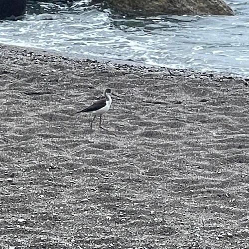 Suggestivo avvistamento in Costa d'Amalfi, sulla spiaggia di Maiori un piccolo esemplare di cicogna / FOTO 