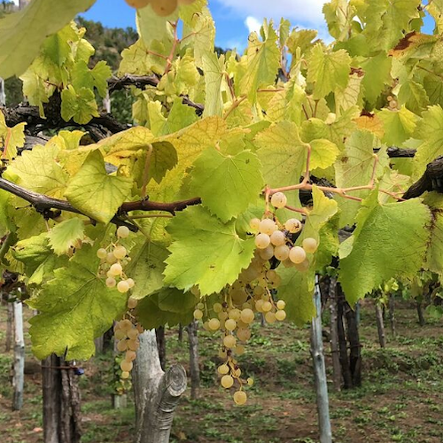 "Vibris", a Vinitaly ecco il progetto sperimentale sui vini bianchi della Costiera Amalfitana 