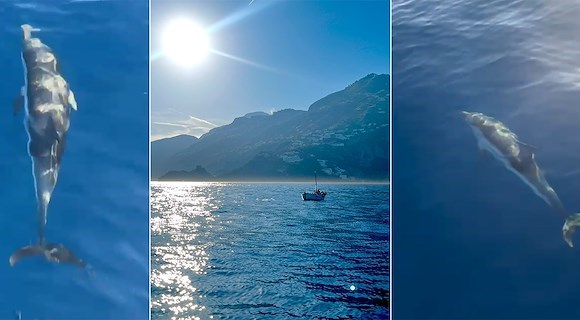 Incontro ravvicinato con i delfini tra Conca dei Marini e Maiori